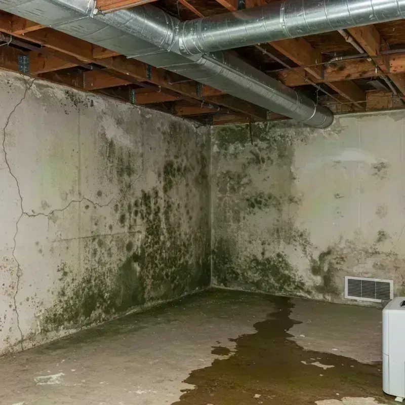 Professional Mold Removal in Citrus Hills, FL